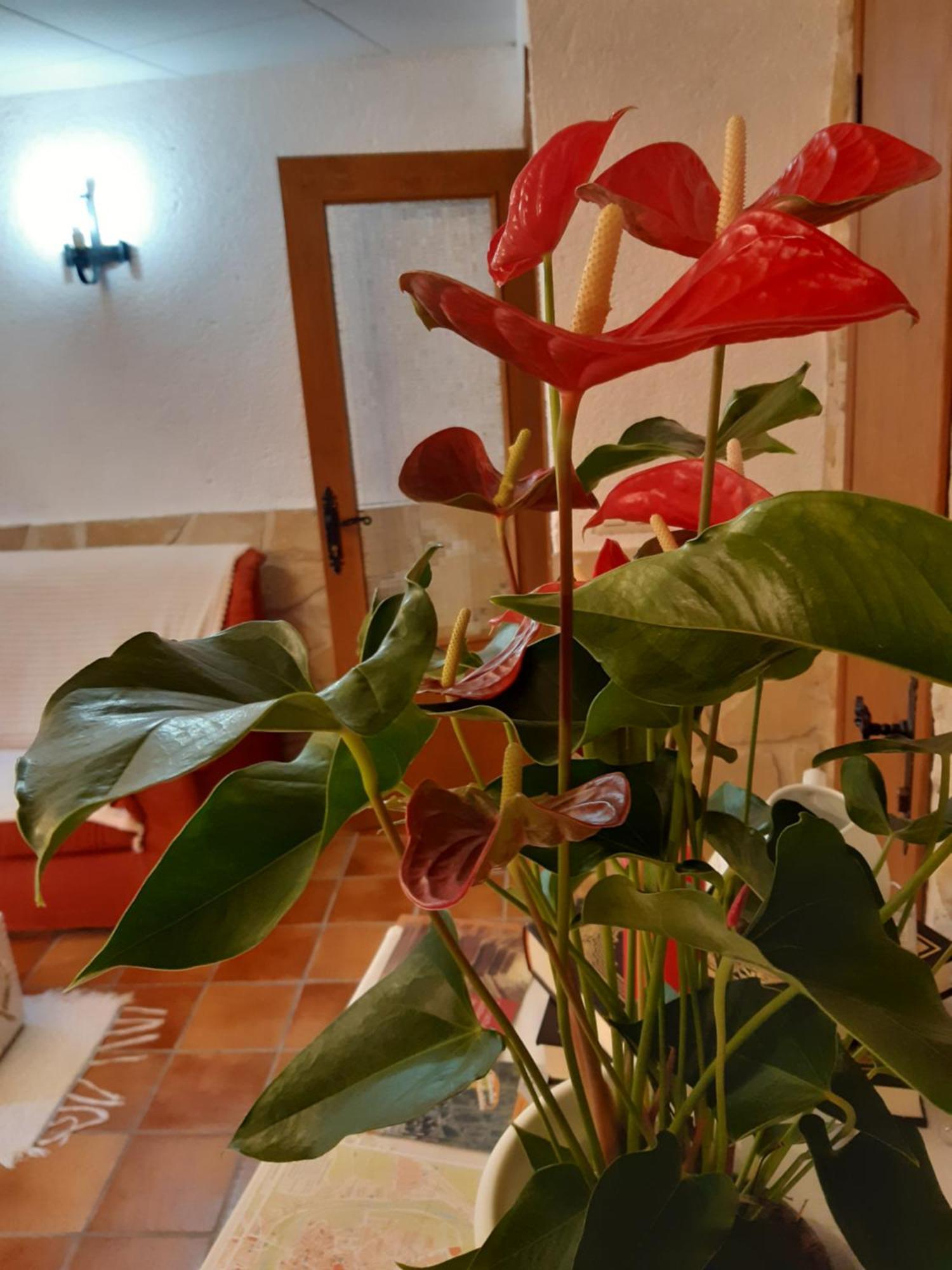 ValdealgorfaMusas Gastro Casa Ruralアパートメント エクステリア 写真